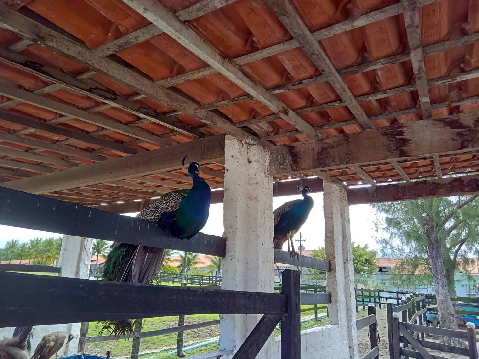 Flat 404 Villa Hipica Gravata  Bagian luar foto